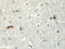 RAB Guanine Nucleotide Exchange Factor 1 antibody, 6225, ProSci, Immunohistochemistry frozen image 
