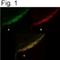 ATPase Plasma Membrane Ca2+ Transporting 4 antibody, NB300-569, Novus Biologicals, Immunocytochemistry image 