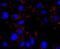 C-X-C Motif Chemokine Ligand 10 antibody, NBP2-67004, Novus Biologicals, Immunocytochemistry image 