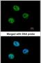MutS Homolog 6 antibody, PA5-29348, Invitrogen Antibodies, Immunofluorescence image 
