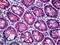 Claudin 8 antibody, LS-B5505, Lifespan Biosciences, Immunohistochemistry frozen image 