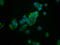 Arsenite methyltransferase antibody, LS-C672303, Lifespan Biosciences, Immunofluorescence image 