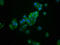 Arsenite Methyltransferase antibody, LS-C672303, Lifespan Biosciences, Immunofluorescence image 