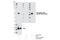 Phosphatase And Tensin Homolog antibody, 9569S, Cell Signaling Technology, Western Blot image 