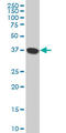 N-myc-interactor antibody, LS-C133104, Lifespan Biosciences, Western Blot image 