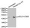 ETS Transcription Factor ELK1 antibody, abx000393, Abbexa, Western Blot image 