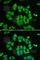 Glutathione S-Transferase Mu 2 antibody, A1207, ABclonal Technology, Immunofluorescence image 