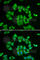 Glutathione S-transferase Mu 2 antibody, A1207, ABclonal Technology, Immunofluorescence image 