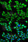 Nectin Cell Adhesion Molecule 2 antibody, A5378, ABclonal Technology, Immunofluorescence image 
