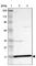 Zinc Finger Protein 226 antibody, HPA006145, Atlas Antibodies, Western Blot image 