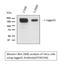 Jagged Canonical Notch Ligand 1 antibody, STJ96766, St John