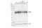 Heterogeneous Nuclear Ribonucleoprotein L antibody, 37562S, Cell Signaling Technology, Western Blot image 