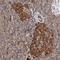 AarF Domain Containing Kinase 5 antibody, NBP1-83500, Novus Biologicals, Immunohistochemistry paraffin image 