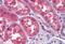 Twist Family BHLH Transcription Factor 2 antibody, MBS246003, MyBioSource, Immunohistochemistry paraffin image 