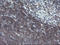 TPD52 Like 3 antibody, LS-C174072, Lifespan Biosciences, Immunohistochemistry paraffin image 