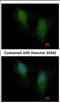 SMAD Family Member 5 antibody, NBP2-20413, Novus Biologicals, Immunofluorescence image 