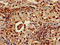 Replication Protein A1 antibody, orb51006, Biorbyt, Immunohistochemistry paraffin image 