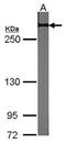 Notch Receptor 2 antibody, PA5-27458, Invitrogen Antibodies, Western Blot image 