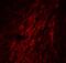 GATA Binding Protein 3 antibody, A00593, Boster Biological Technology, Immunofluorescence image 
