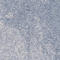 Myelin Basic Protein antibody, AMAb91062, Atlas Antibodies, Immunohistochemistry frozen image 