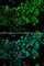 Synaptotagmin Binding Cytoplasmic RNA Interacting Protein antibody, A7219, ABclonal Technology, Immunofluorescence image 