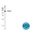 Drebrin 1 antibody, MAB7739, R&D Systems, Western Blot image 