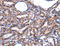 Fibrillin 1 antibody, MBS2520571, MyBioSource, Immunohistochemistry frozen image 