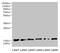 Chromosome 5 Open Reading Frame 24 antibody, CSB-PA773601LA01HU, Cusabio, Western Blot image 