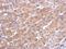 Calmodulin-like protein 5 antibody, NBP2-15668, Novus Biologicals, Immunohistochemistry frozen image 