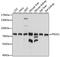 Vitamin K-dependent protein S antibody, MBS126983, MyBioSource, Western Blot image 