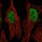 Zinc Finger Protein 320 antibody, HPA062474, Atlas Antibodies, Immunofluorescence image 