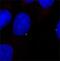 Tubulin Gamma 1 antibody, PA1-28042, Invitrogen Antibodies, Immunofluorescence image 