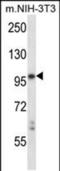 Leukocyte Receptor Tyrosine Kinase antibody, PA5-48665, Invitrogen Antibodies, Western Blot image 