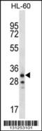 Olfactory Receptor Family 6 Subfamily K Member 2 antibody, 56-472, ProSci, Western Blot image 