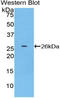 TNF Superfamily Member 14 antibody, LS-C296867, Lifespan Biosciences, Western Blot image 