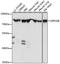 G Protein-Coupled Receptor 108 antibody, A17169-1, Boster Biological Technology, Western Blot image 
