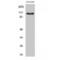 Rho Guanine Nucleotide Exchange Factor 1 antibody, LS-C385859, Lifespan Biosciences, Western Blot image 