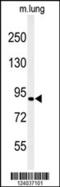 Hexose-6-Phosphate Dehydrogenase/Glucose 1-Dehydrogenase antibody, 61-765, ProSci, Western Blot image 