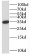 StAR Related Lipid Transfer Domain Containing 10 antibody, FNab08289, FineTest, Western Blot image 