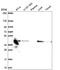 NADH:Ubiquinone Oxidoreductase Subunit A10 antibody, HPA059529, Atlas Antibodies, Western Blot image 