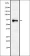 Forkhead Box A1 antibody, orb337053, Biorbyt, Western Blot image 