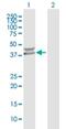 Protein phosphatase 1K, mitochondrial antibody, H00152926-B01P, Novus Biologicals, Western Blot image 