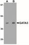 GATA Binding Protein 3 antibody, NBP1-77115, Novus Biologicals, Western Blot image 