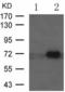 Activating Transcription Factor 2 antibody, TA324220, Origene, Western Blot image 