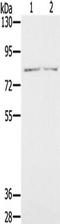 Interleukin 27 Receptor Subunit Alpha antibody, TA350087, Origene, Western Blot image 