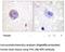Protein Tyrosine Kinase 2 antibody, MBS004639, MyBioSource, Immunohistochemistry frozen image 