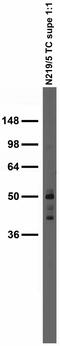 RNA Binding Motif Protein 17 antibody, 73-234, Antibodies Incorporated, Western Blot image 