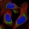 Myosin Binding Protein C, Slow Type antibody, NBP1-86427, Novus Biologicals, Immunofluorescence image 