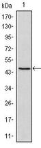 POU Class 2 Homeobox 2 antibody, MA5-15736, Invitrogen Antibodies, Western Blot image 