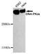 Protein Kinase, DNA-Activated, Catalytic Subunit antibody, GTX49142, GeneTex, Western Blot image 